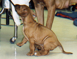 Amazi as a Pup
