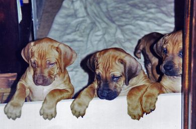 First Litter
