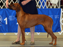 Rhodesian Ridgeback Stilleto