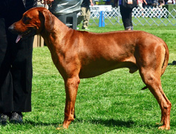 Zimba