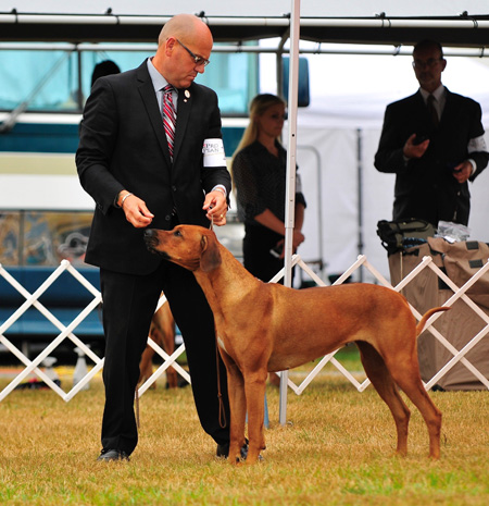 Villagedog Kaena Vesta