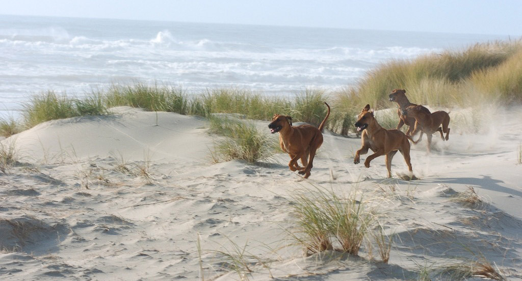 Kalou and Bahati Ridgeback Puppies