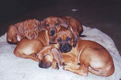First Litter