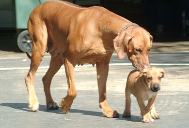 Amazi with Puppy Bhaca